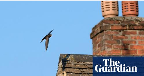 S6 Swifts Sheffield – Taking action to help swifts in Hillsborough ...